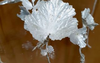 Smed: Karolina Hägg Foto: Karolina Hägg. Titel: Frusna växter